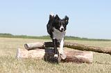 BORDER COLLIE 191